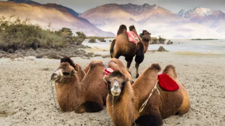 double-hump camel is waiting for tourists in Nubra Valley, Leh Ladakh