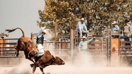 Cowboy riding a bucking bull at rodeo arena while other cowboys watch on