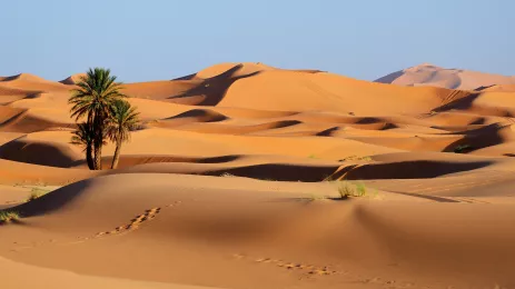 Endless sand dunes and a small crop of palm trees against a blue sky