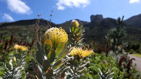 Bloomed flower during Springtime at the Kirstenbosch Gardens in Cape Town, South Africa