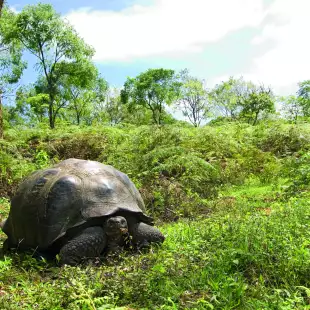 Giant Galapagos Tortoise 