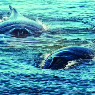 Humpback whale mother and calf surface on the Bay of Fundy in Maine, Canada