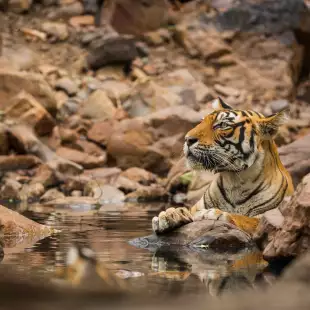 Adult tiger relaxing in river in between rocks