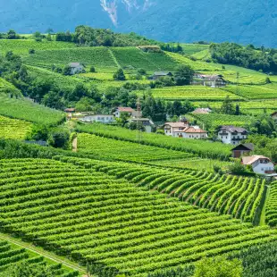 Vineyards in Girlan village spanning across the green valley with houses dotted inbetween