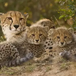 A cheetah mother laying with her three cubs amongst the bushes