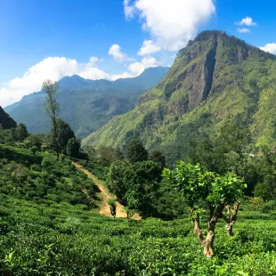 Sri Lanka tea plantations in Highlands.