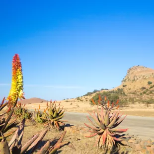 Aloe Vera growing alongside a desert road