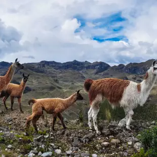 Lamas Family at El Cajas National Park in Ecuador