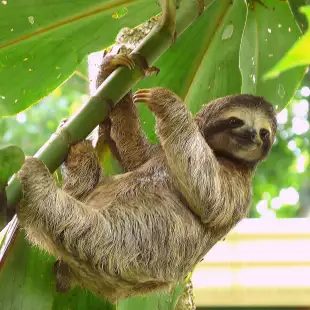 Sloth hanging from the branch of a tropical tree