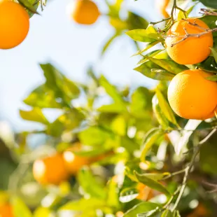 Orange tree with fresh oranges growing in the sunlight in the province of Valencia, Spain