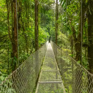 Hanging Bridge at natural rainforest park in Costa Rica