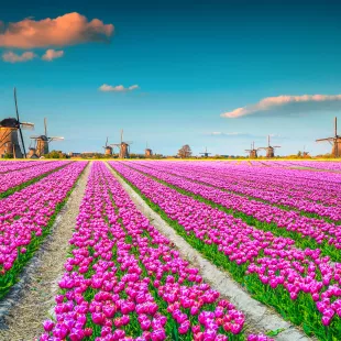 Colourful tulip fields with Dutch windmills in Kinderdijk, Netherlands