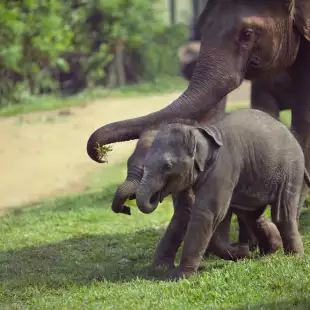 Adult elephant trying to feed its two children