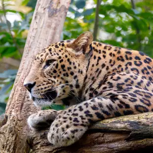 Sri Lanka Leopard resting in a tree