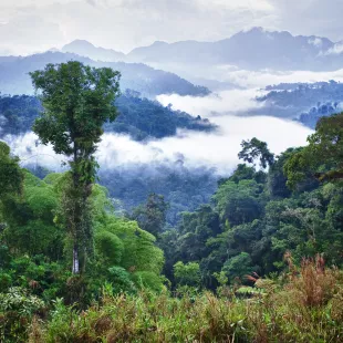 Low cloud in the tropical rainforest in Mindo