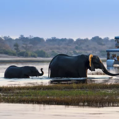 Elephants in the river in Chobe national park. Boat in the background with passengers watching the animals