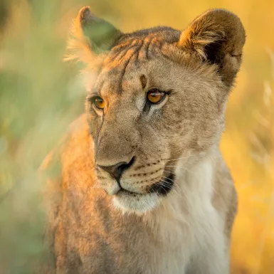 Calm lioness in a grassfield gazing to the left 