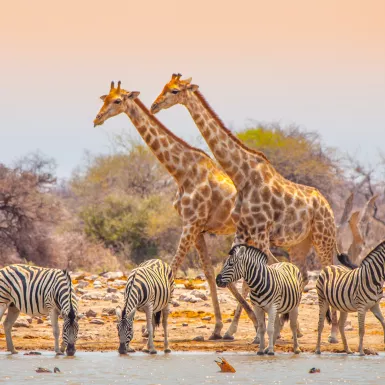 Two giraffes and four zebras at waterhole in Etosha National Park, Namibia