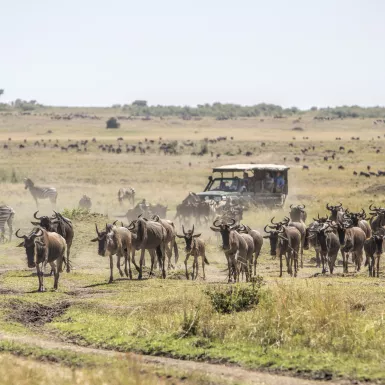 Herd of wildebeests on the savannah with tourist vehicle in Masai Mara, Kenya