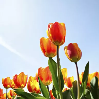 Yellow and red tulips against a blue sky from a low point of view.