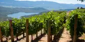 Vineyards in Napa Valley, California, USA