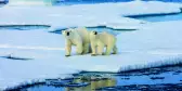 Two Polar bears on ice floe surrounded by water in the Arctic