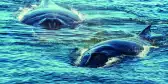 Humpback whale mother and calf surface on the Bay of Fundy in Maine, Canada