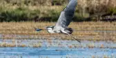 A heron hunting and flying in the lagoon at Albufera National Park in Valencia, Spain