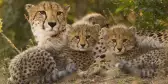 A cheetah mother laying with her three cubs amongst the bushes