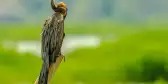 An Oriental darter, a bird of South Asia and Southeast Asia, resting on a bamboo pole