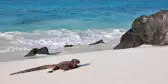 Marine iguanas basking in the sun on a white sand beach, a calm blue ocean the background rolling small waves