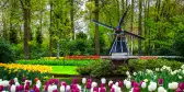 Dutch windmill and colourful fresh tulips in Keukenhof park, Netherlands