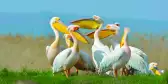 Flock of great white pelicans in a lush green field