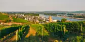 Summery vineyard above Rüdesheim on the Rhine in Germany