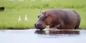 Hippopotamus drinking water at Chobe National Park in Botswana