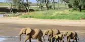 A family of Elephants making a crossing of a riverbed