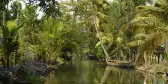 Palm tree lined canal in Kerala state with a small, wooden fishing boat