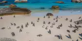 Penguin colony on Boulder Beach, Cape Town, South Africa 