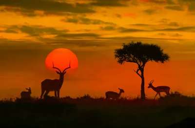 African sunset with silhouette of the animals and a singular tree.