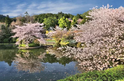 Cherry blossom trees and pond at Ryoanji temple gardens in Kyoto, Japan