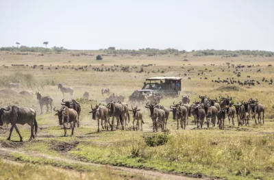 Herd of wildebeests on the savannah with tourist vehicle in Masai Mara, Kenya