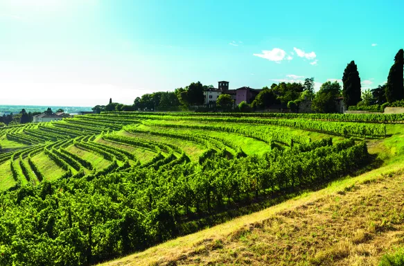 Grapevine field in the countryside, Italy