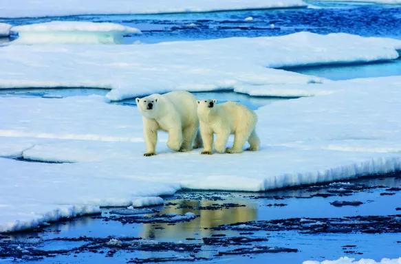 Two Polar bears on ice floe surrounded by water in the Arctic