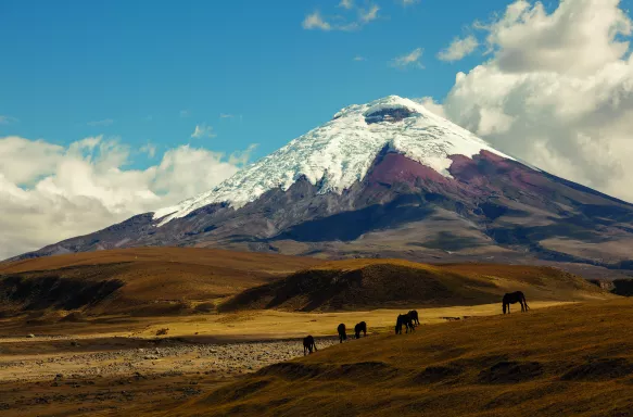 Cotopaxi volcano and the surrounding with a herd of wild horses walking across the landscape