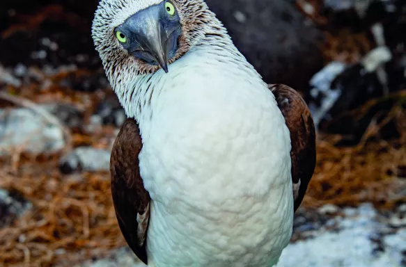 The Blue-footed Booby bird standing on rocks, it's head tilted to the side in the beginning of a courtship dance.