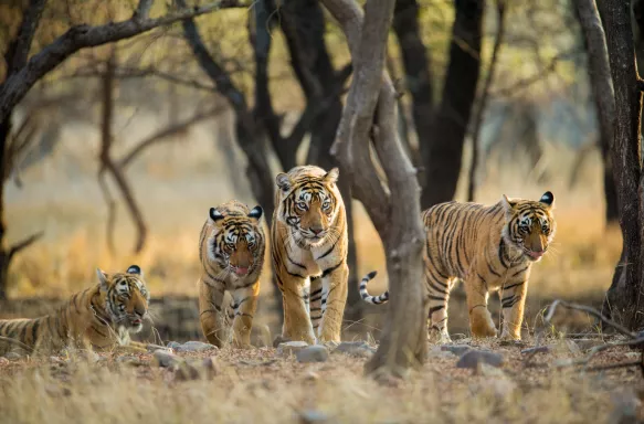 four tigers, three moving and one laying down, underneath the shade of trees