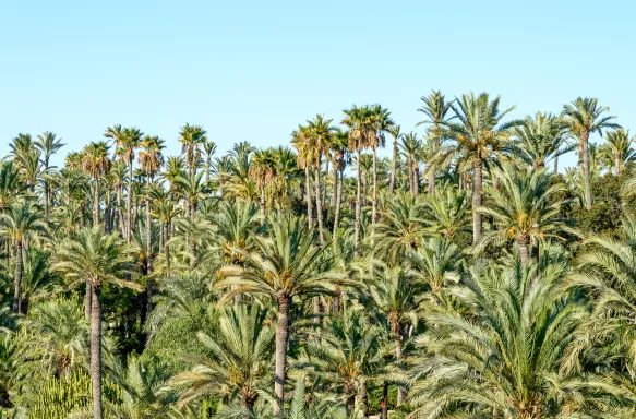 A palm tree forest against a clear, light blue sky in Elche, Spain.