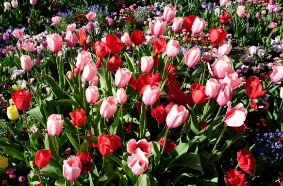 Red and pink Spring tulips in Salt Lake City, Utah.