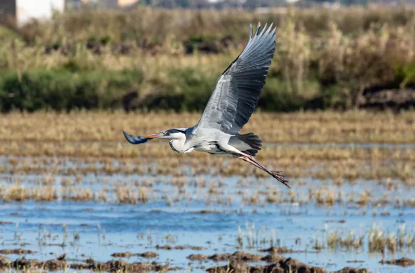 A heron hunting and flying in the lagoon at Albufera National Park in Valencia, Spain