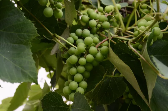 Green grapes hanging from branches amongst large, green leaves.